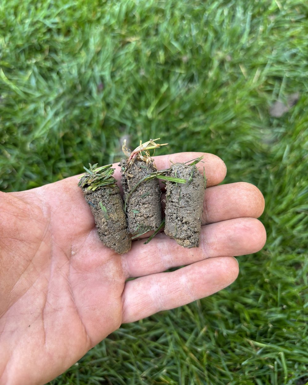 Three core plugs of soil and thatch held in a hand to show their length