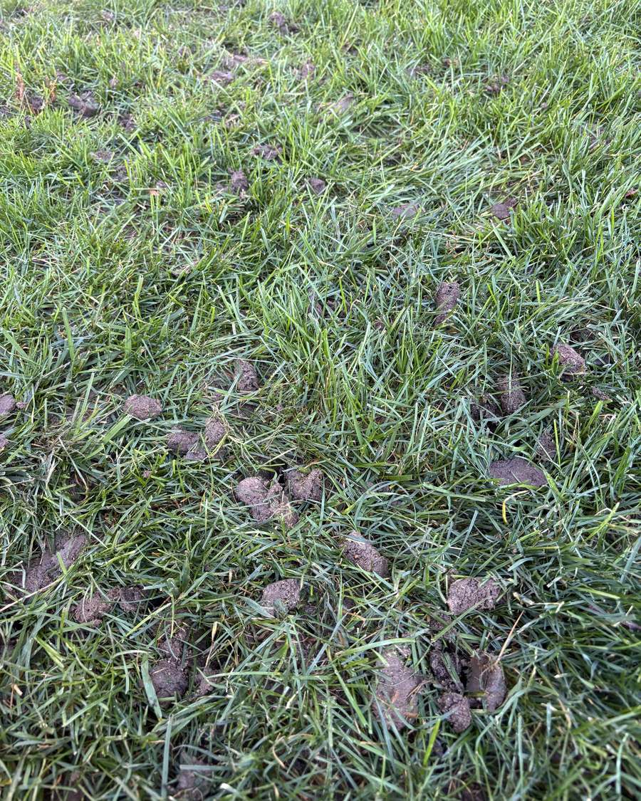 Soil plugs lying across a lawn right after core aeration